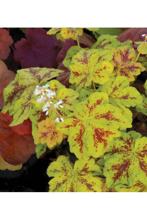 Żuraweczka 'Yellowstone Falls' Heucherella