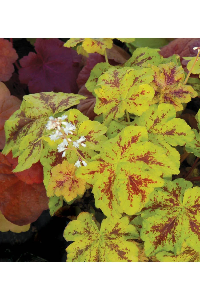 Żuraweczka 'Yellowstone Falls' Heucherella