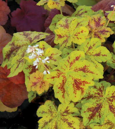 Żuraweczka 'Yellowstone Falls' Heucherella