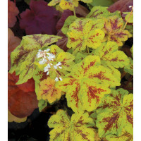 Żuraweczka 'Yellowstone Falls' Heucherella