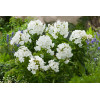 Floks wiechowaty 'Younique White' Phlox panniculata