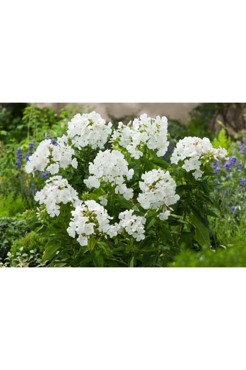 Floks wiechowaty 'Younique White' Phlox panniculata