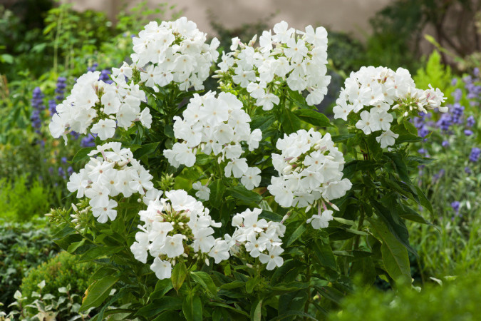Floks wiechowaty 'Younique White' Phlox panniculata