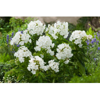 Floks wiechowaty 'Younique White' Phlox panniculata