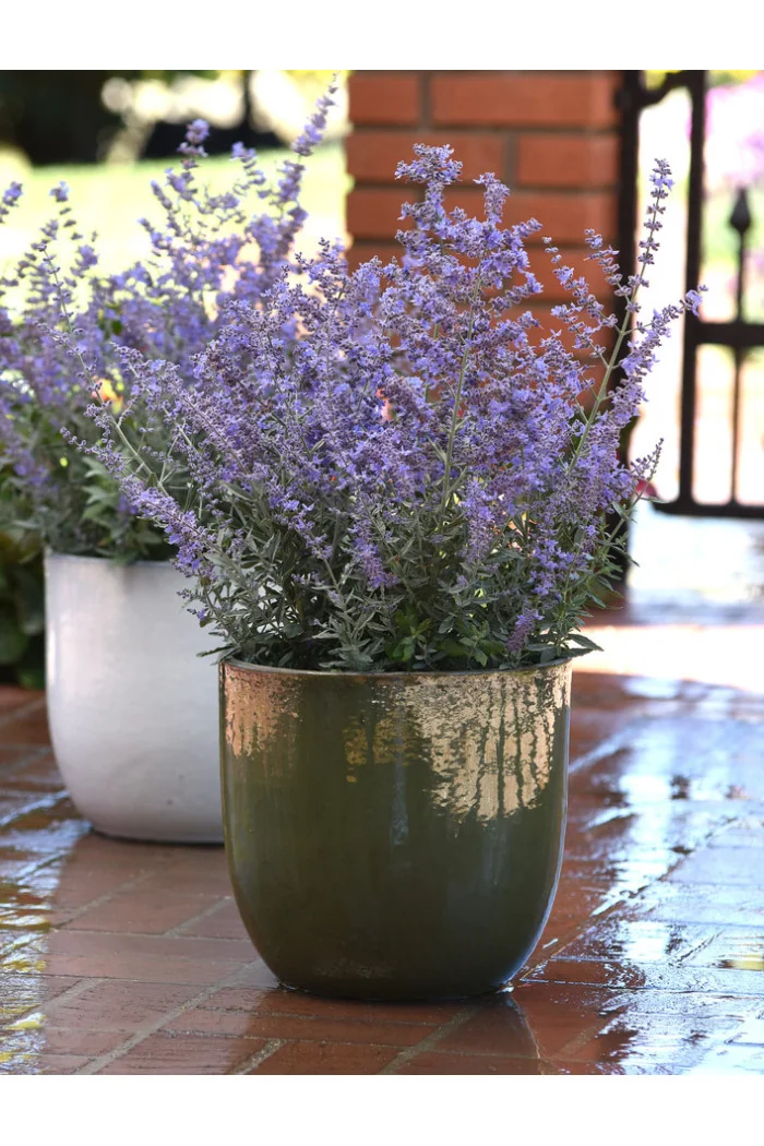 Perowskia 'Bluesette' | Perovskia