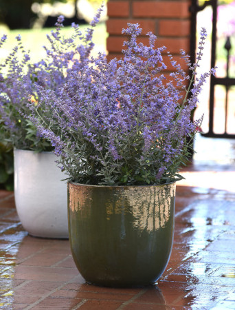 Perowskia 'Bluesette' | Perovskia