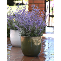 Perowskia 'Bluesette' | Perovskia