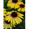 Jeżówka 'Rainbow Yellow' Echinacea