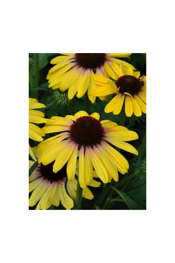 Jeżówka 'Rainbow Yellow' Echinacea