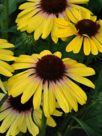 Jeżówka 'Rainbow Yellow' Echinacea