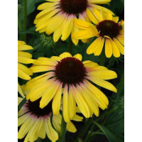 Jeżówka 'Rainbow Yellow' Echinacea
