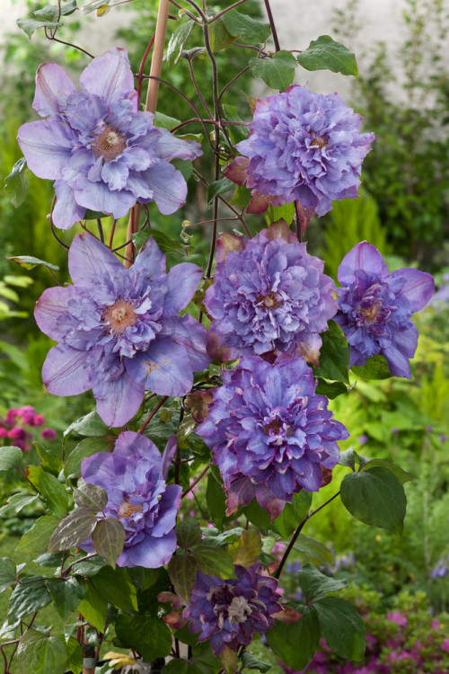 Powojnik 'Vyvyan Pennell' | Clematis