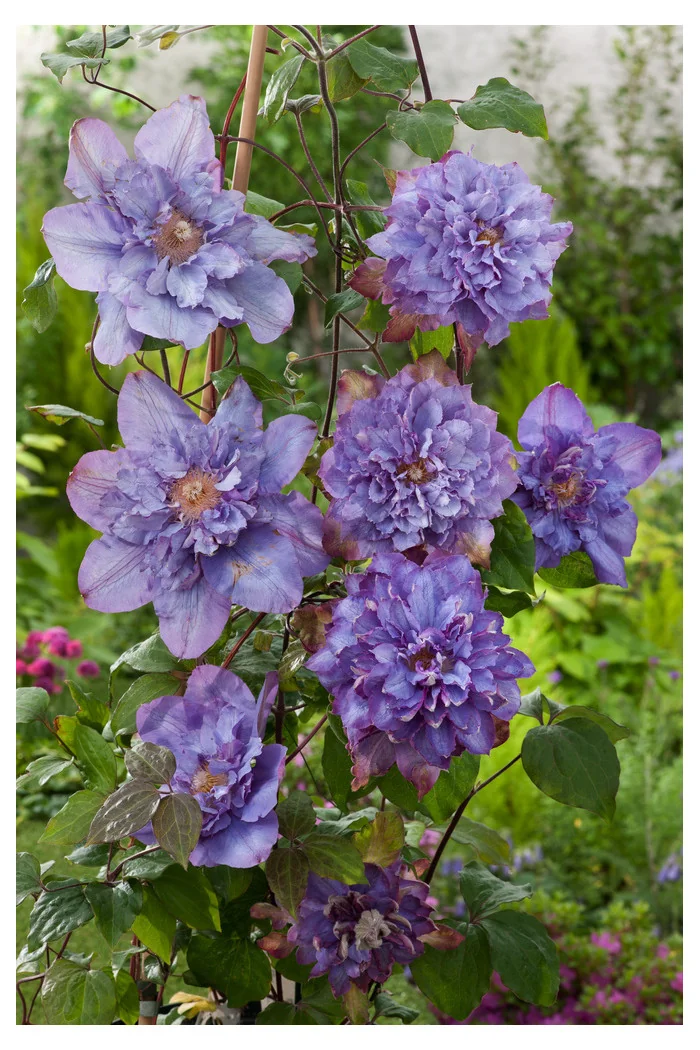 Powojnik 'Vyvyan Pennell' | Clematis