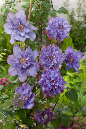 Powojnik 'Vyvyan Pennell' | Clematis