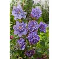 Powojnik 'Vyvyan Pennell' | Clematis