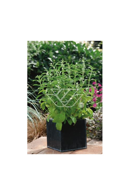 Stewia Stevia rebaudiana