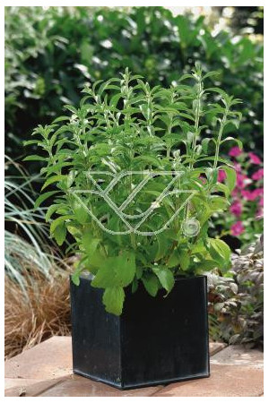 Stewia Stevia rebaudiana