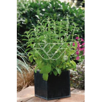 Stewia Stevia rebaudiana