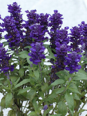 szałwia, salvia