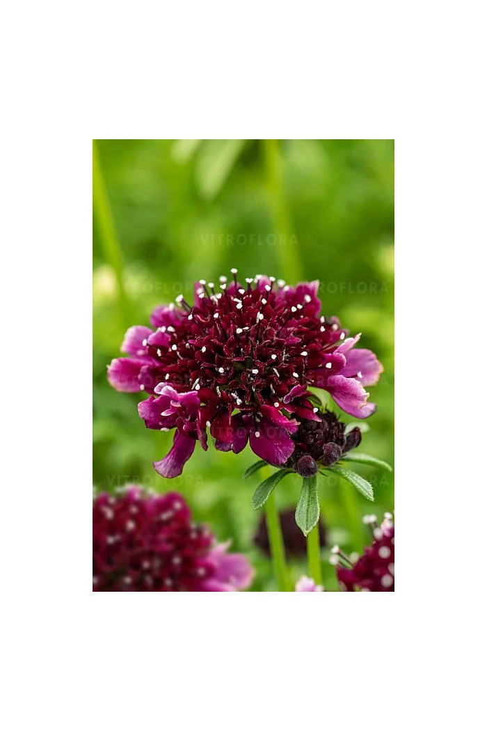 Driakiew gołębia 'Barocca' | Scabiosa columbaria