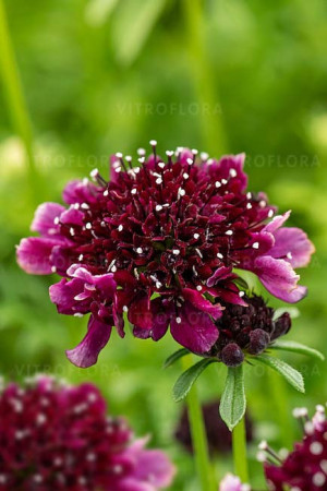 Driakiew gołębia 'Barocca' | Scabiosa columbaria