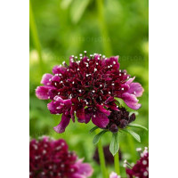 Driakiew gołębia 'Barocca' | Scabiosa columbaria