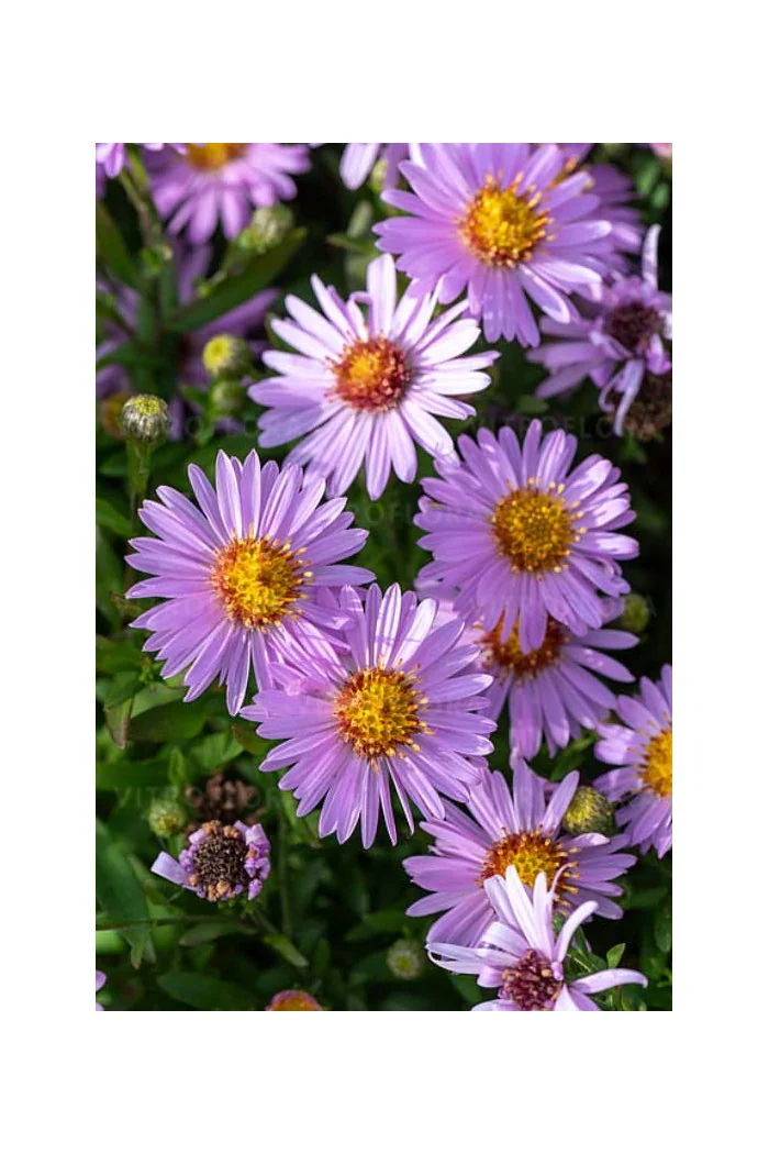 Aster krzaczasty 'Anneke' | Aster dumosus