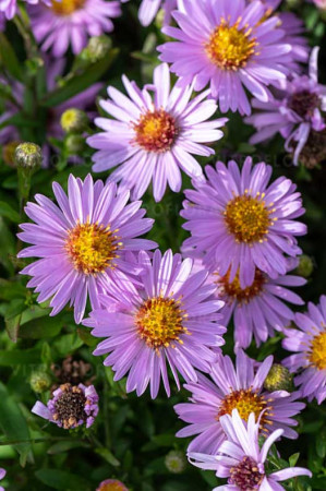 Aster krzaczasty 'Anneke' | Aster dumosus