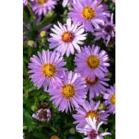 Aster krzaczasty 'Anneke' | Aster dumosus