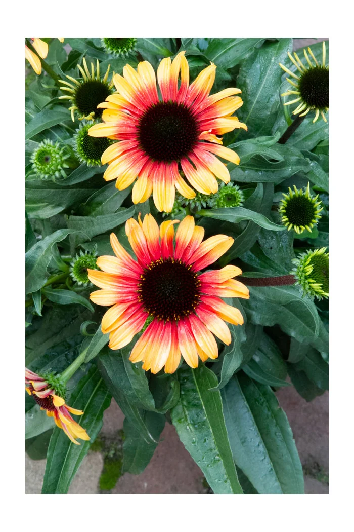 Jeżówka 'Sombrero Special Halo Yellow' | Echinacea