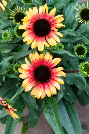 Jeżówka 'Sombrero Special Halo Yellow' | Echinacea
