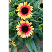 Jeżówka 'Sombrero Special Halo Yellow' | Echinacea