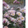 Zawilec japoński 'Mont Rose' | Anemone hupehensis