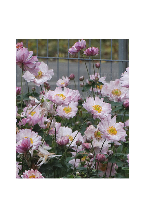 Zawilec japoński 'Mont Rose' | Anemone hupehensis