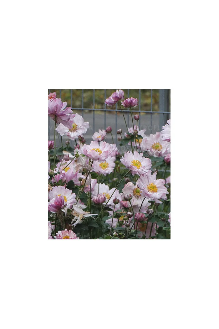 Zawilec japoński 'Mont Rose' | Anemone hupehensis