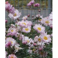 Zawilec japoński 'Mont Rose' | Anemone hupehensis