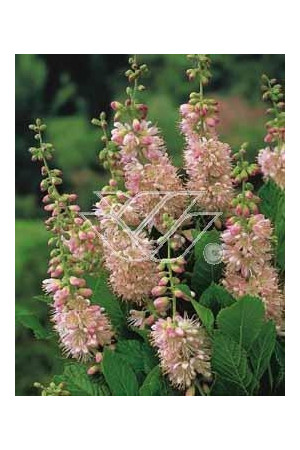 Orszelina olcholistna 'Ruby Spice' | Clethra alnifolia