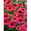 jeżówka, jeżówka Sweet Meadow Mama ,echinacea, echinacea Sweet Meadow Mama
