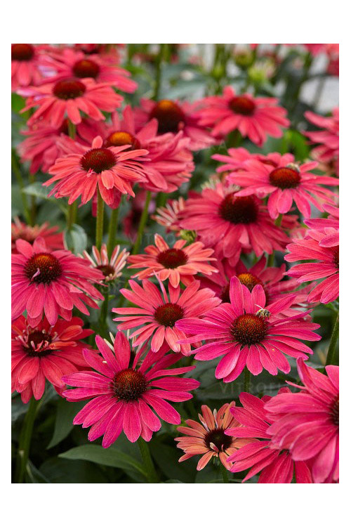 jeżówka, jeżówka Sweet Meadow Mama ,echinacea, echinacea Sweet Meadow Mama