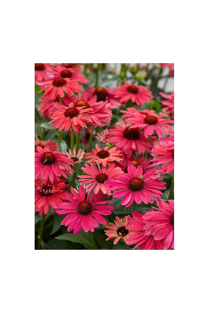 jeżówka, jeżówka Sweet Meadow Mama ,echinacea, echinacea Sweet Meadow Mama