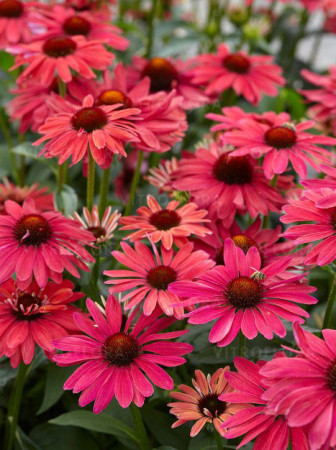 jeżówka, jeżówka Sweet Meadow Mama ,echinacea, echinacea Sweet Meadow Mama