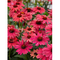 jeżówka, jeżówka Sweet Meadow Mama ,echinacea, echinacea Sweet Meadow Mama