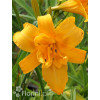 Liliowiec 'Three Tears' | Hemerocallis