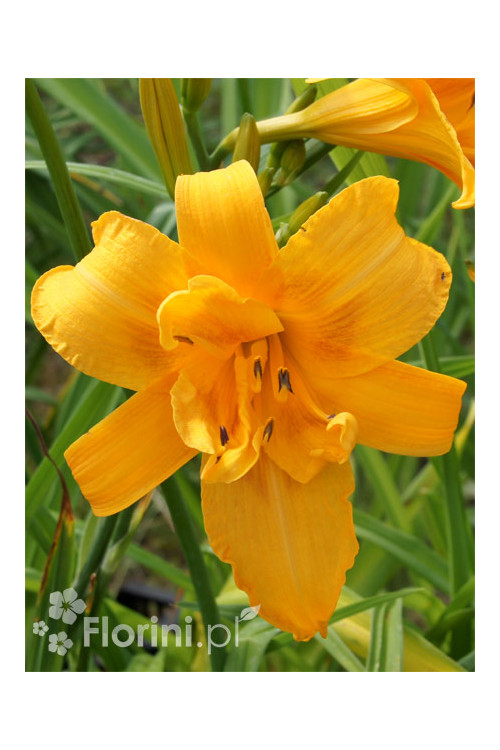 Liliowiec 'Three Tears' | Hemerocallis