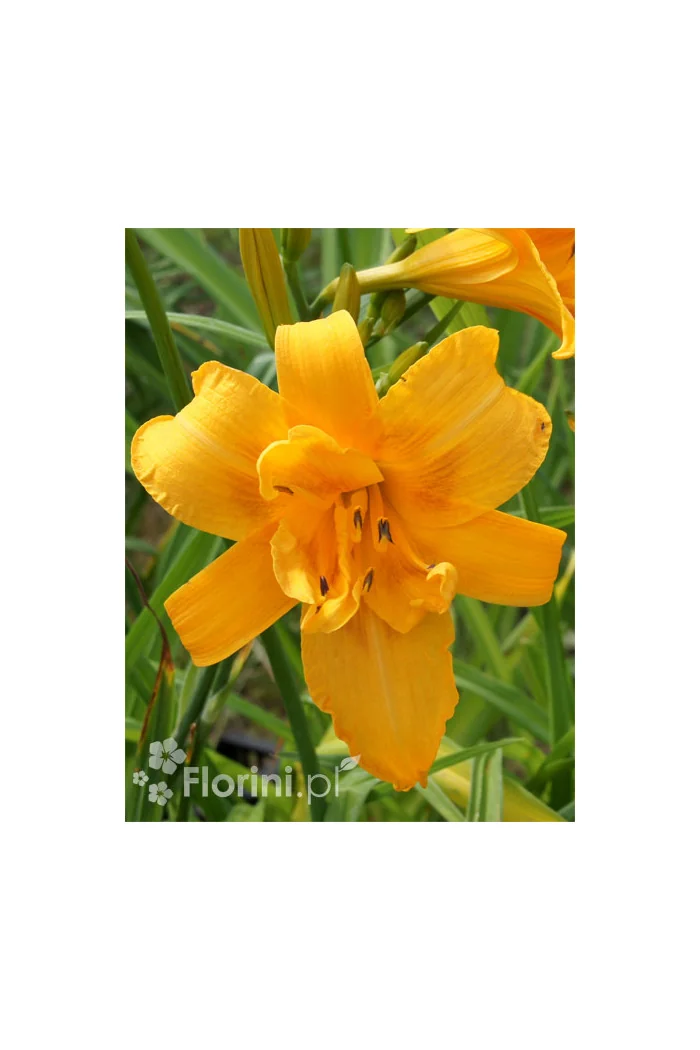 Liliowiec 'Three Tears' | Hemerocallis