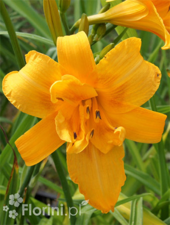 Liliowiec 'Three Tears' | Hemerocallis
