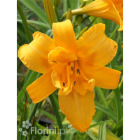 Liliowiec 'Three Tears' | Hemerocallis