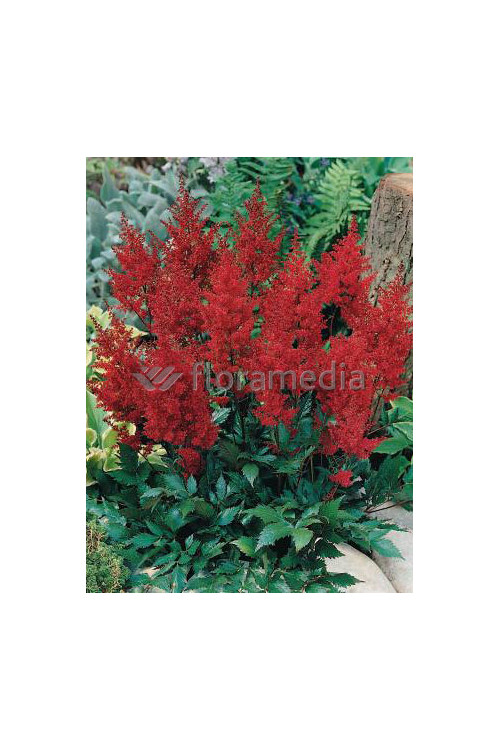 tawułka, tawułka arendsa, tawułka czerwona, tawułka red sentinel, astilbe