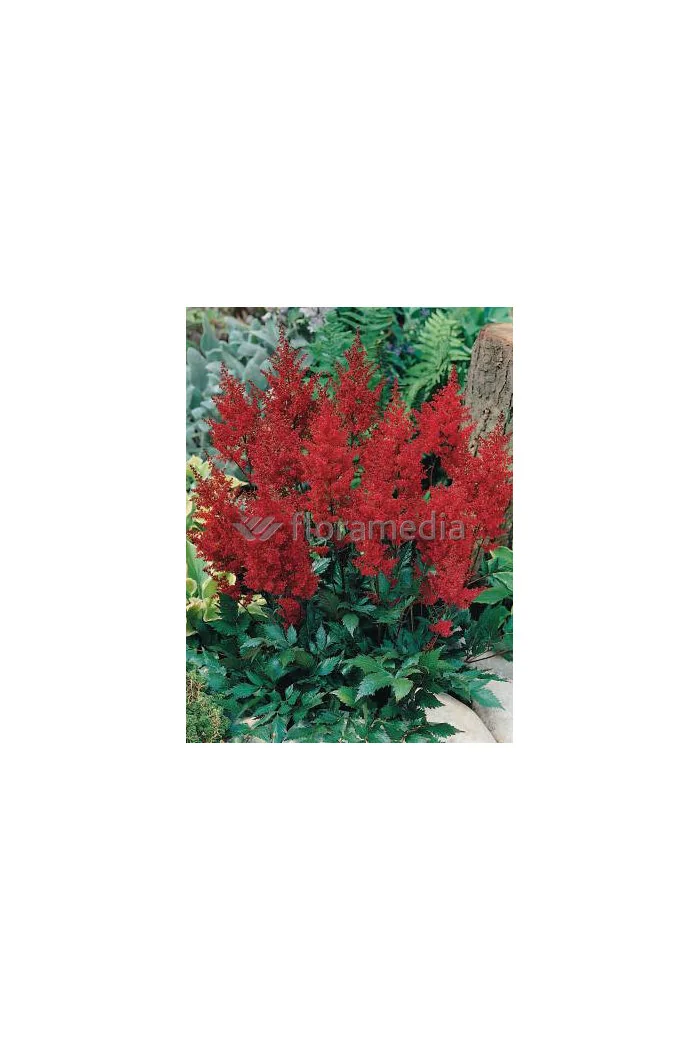 tawułka, tawułka arendsa, tawułka czerwona, tawułka red sentinel, astilbe