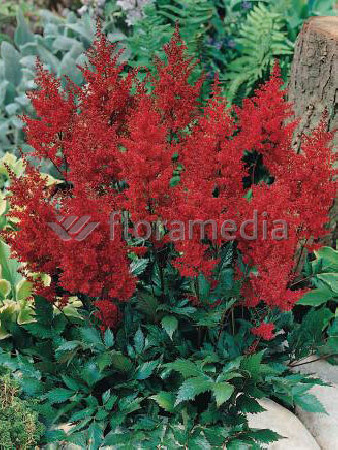 tawułka, tawułka arendsa, tawułka czerwona, tawułka red sentinel, astilbe